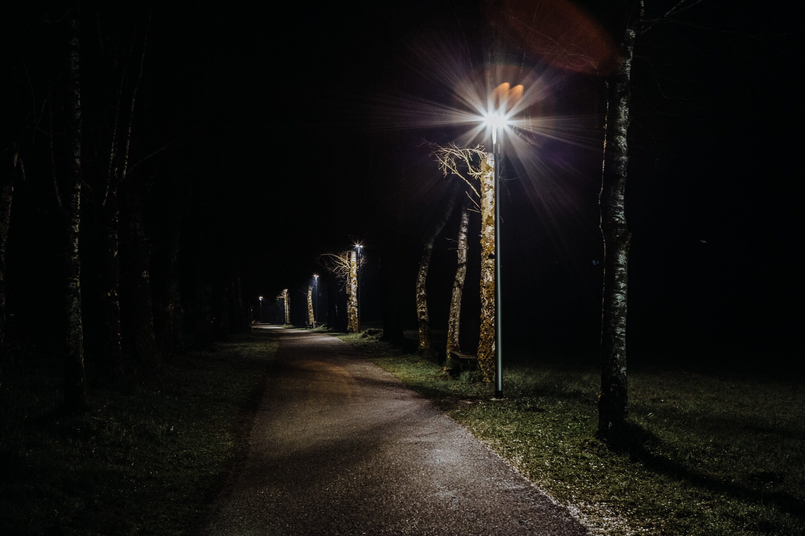 Straßenbeleuchtung erhellt nächtlichen Weg mit Bäumen und Bänken.