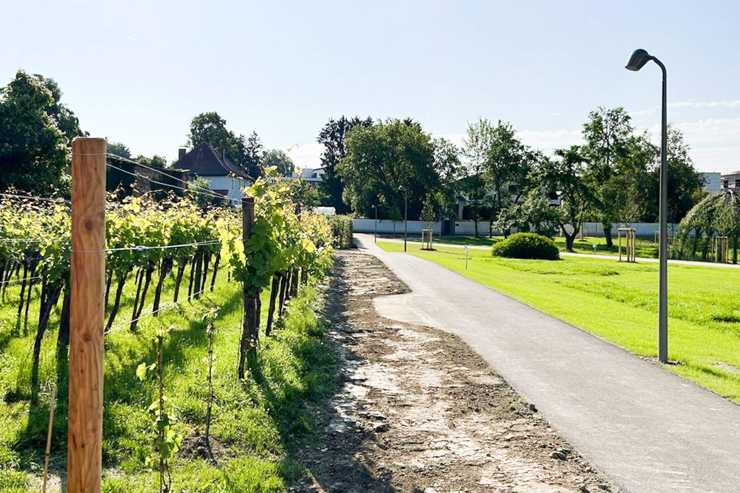 Grüner Weinbergweg mit Asphaltweg und Laternenpfahl, beleuchtet von Tageslicht.