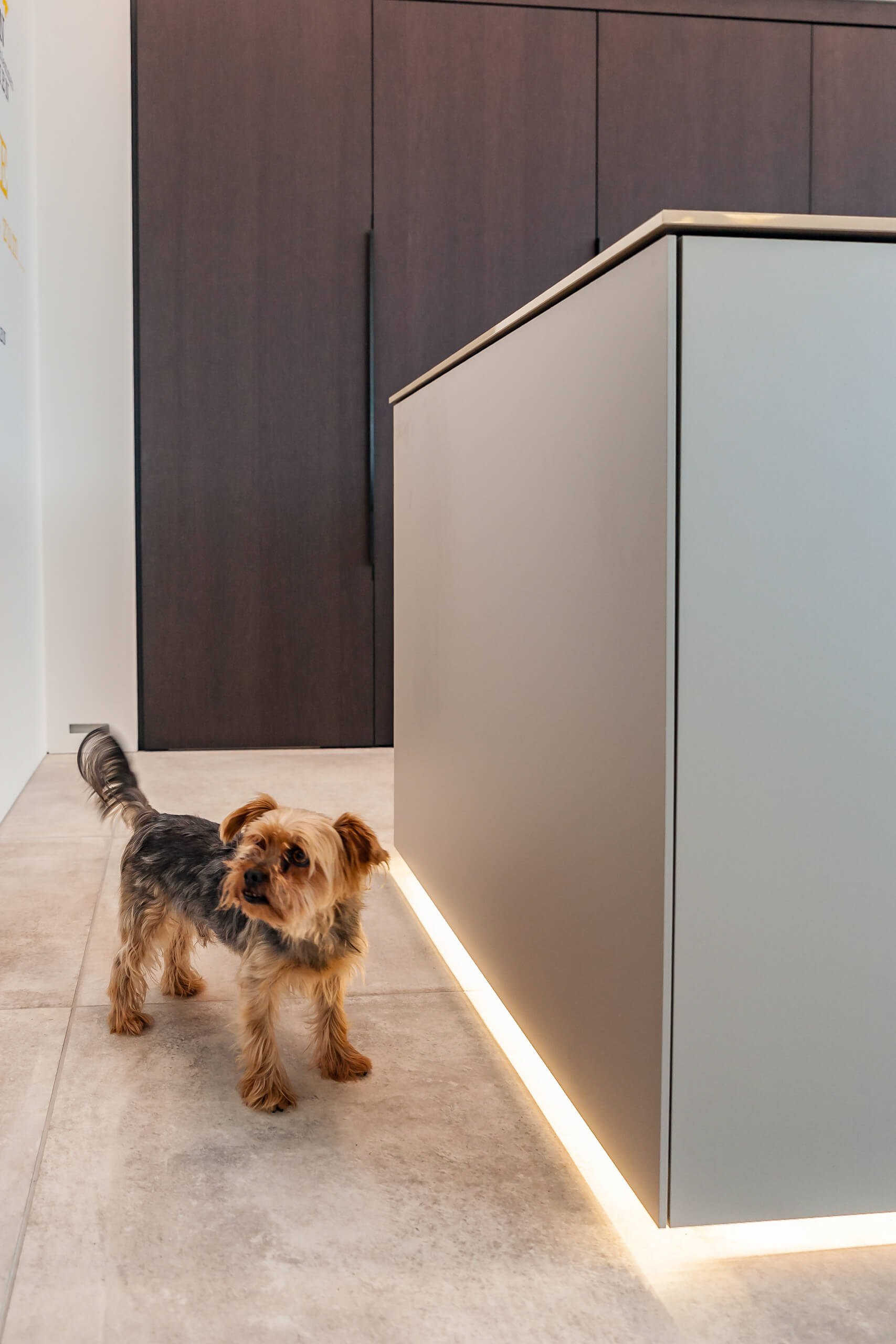 Moderner Küchenbereich mit integrierter LED-Beleuchtung und einem Yorkshire Terrier.
